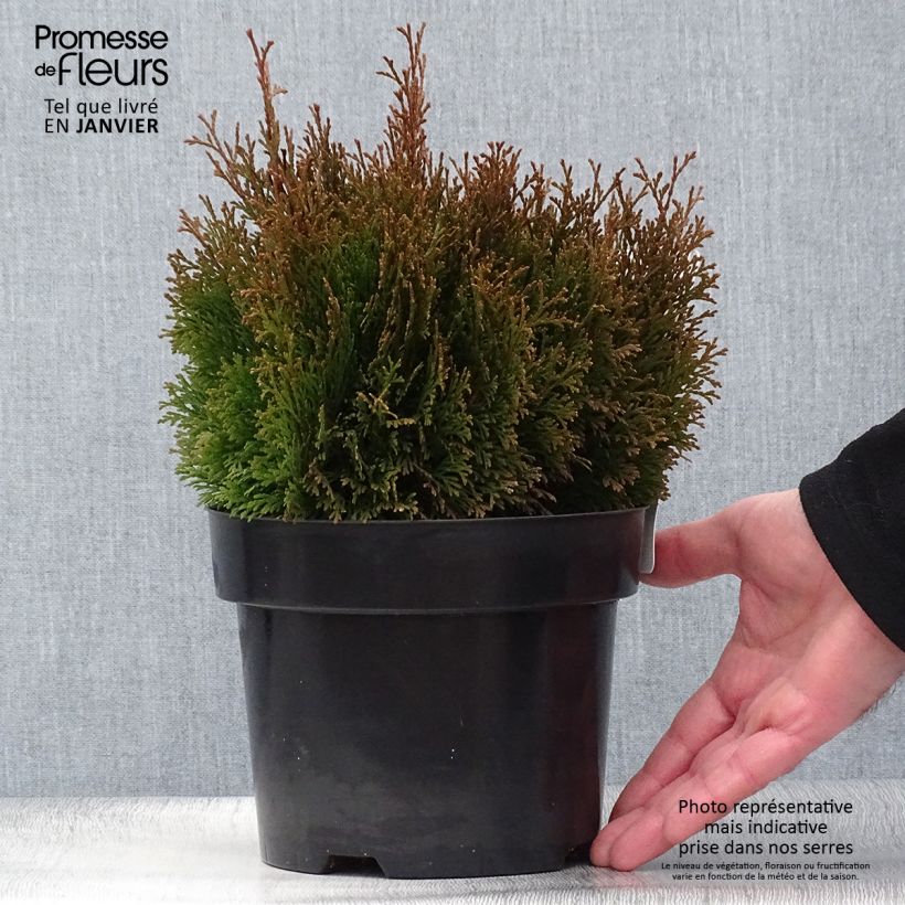 Amostra de Thuja occidentalis Miky - Thuya du Canada Vaso de 2 L/3 L tal como entregue no inverno