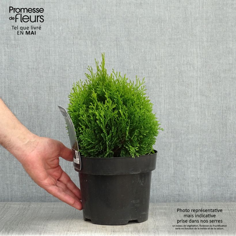 Amostra de Thuja occidentalis Miky - Tuia-ocidental Vaso de 2 L/3 L tal como entregue na primavera