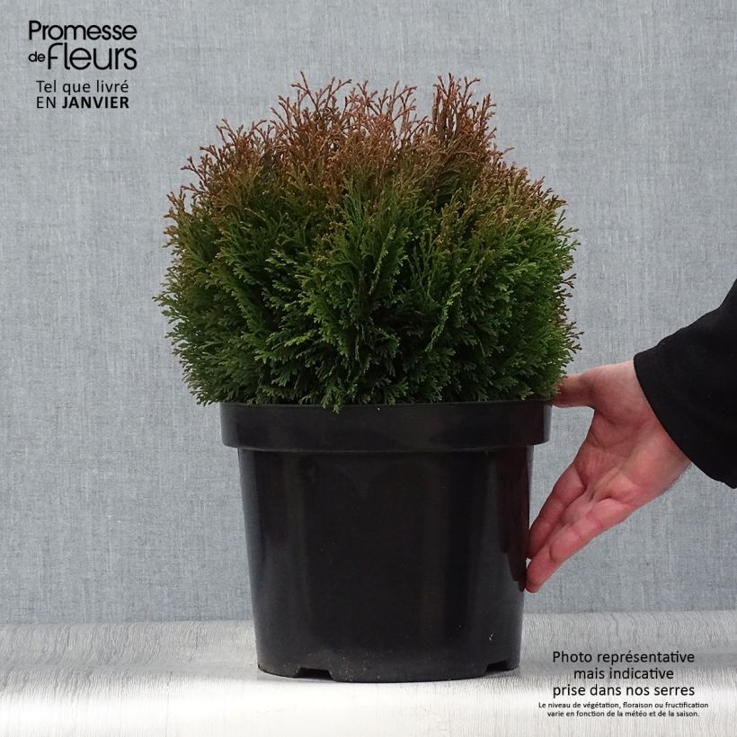 Amostra de Thuja occidentalis Miky - Thuya du Canada Vaso de 7,5 L/10 L tal como entregue no inverno