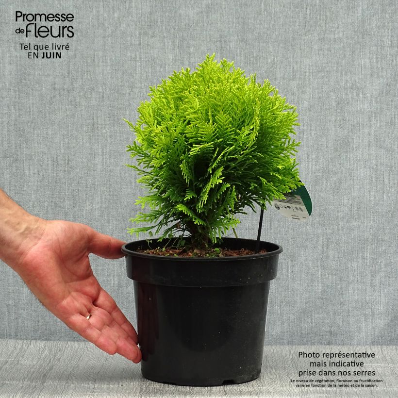 Amostra de Thuja occidentalis Mirjam - Tuia-ocidental Vaso de 2 L/3 L tal como entregue no verão