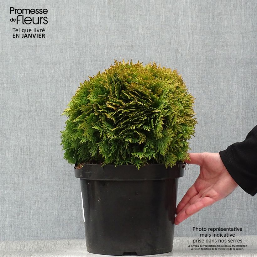 Amostra de Thuja occidentalis Mirjam - Tuia-ocidental Vaso de 7,5 L/10 L tal como entregue no inverno