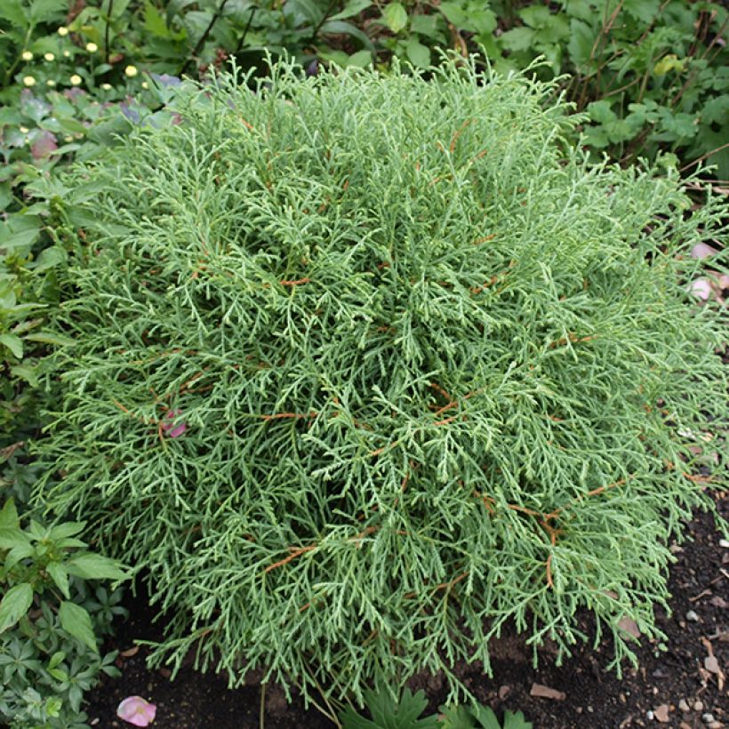 Thuja occidentalis Mr Bowling Ball - Tuia-ocidental (Hábito)