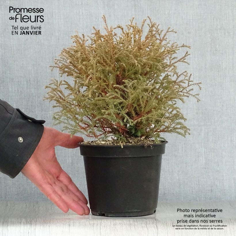 Amostra de Thuja occidentalis Mr Bowling Ball - Tuia-ocidental Vaso de 2 L/3 L tal como entregue no inverno