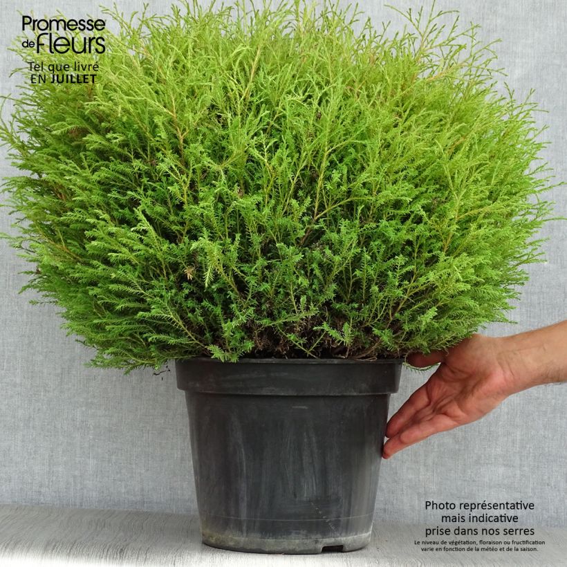 Amostra de Thuja occidentalis Mr Bowling Ball - Tuia-ocidental Vaso de 7,5 L/10 L tal como entregue no verão