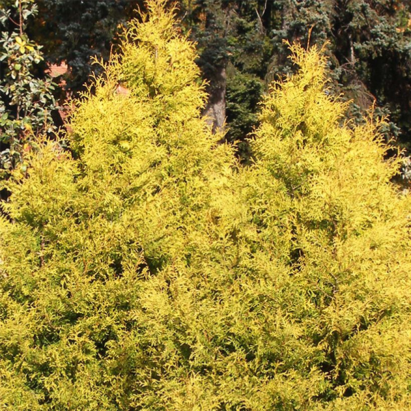 Thuja occidentalis Rheingold - Tuia-ocidental (Hábito)