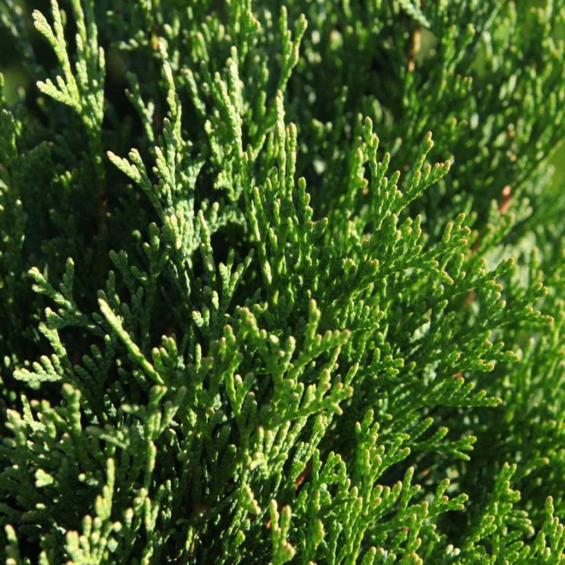 Thuja occidentalis Smaragd - Tuia-ocidental (Folhagem)