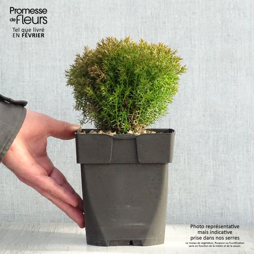 Amostra de Thuja occidentalis Teddy - Tuia-ocidental Vaso de 2 L/3 L tal como entregue no inverno