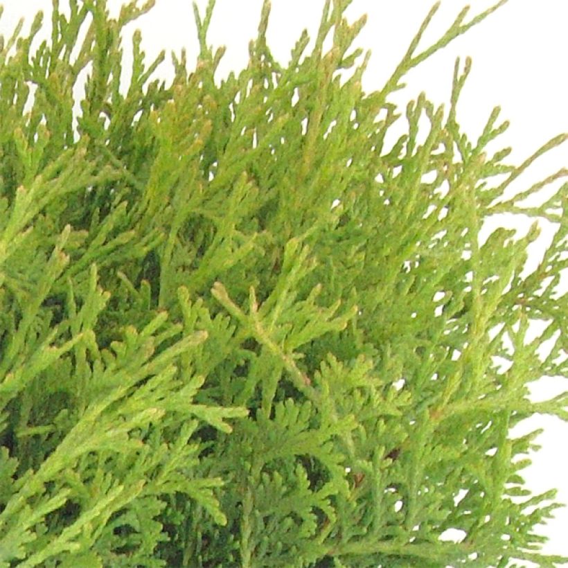 Thuja occidentalis Tiny Tim - Tuia-ocidental (Folhagem)