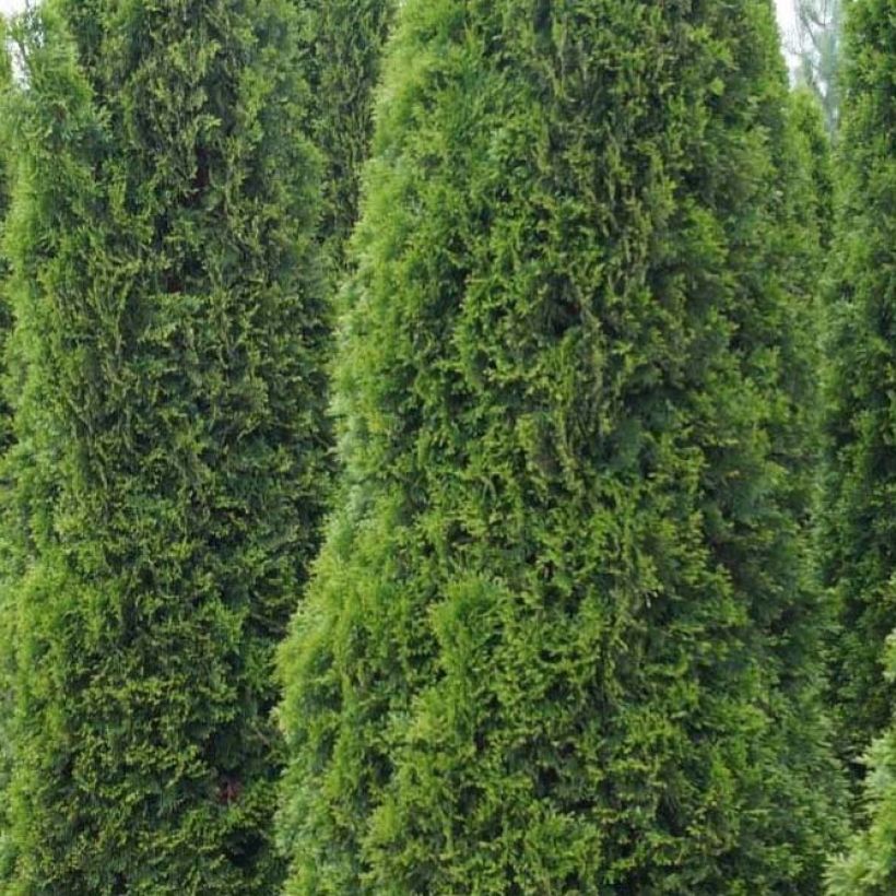 Thuja occidentalis Totem Smaragd - Tuia-ocidental (Folhagem)