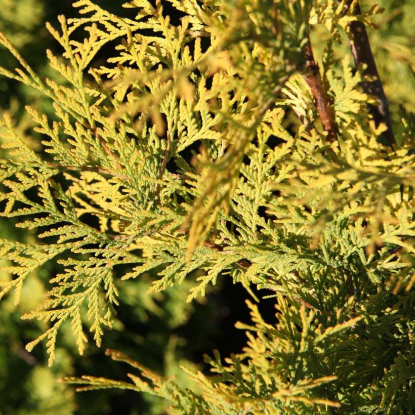 Thuja occidentalis Yellow Ribbon - Tuia-ocidental (Folhagem)