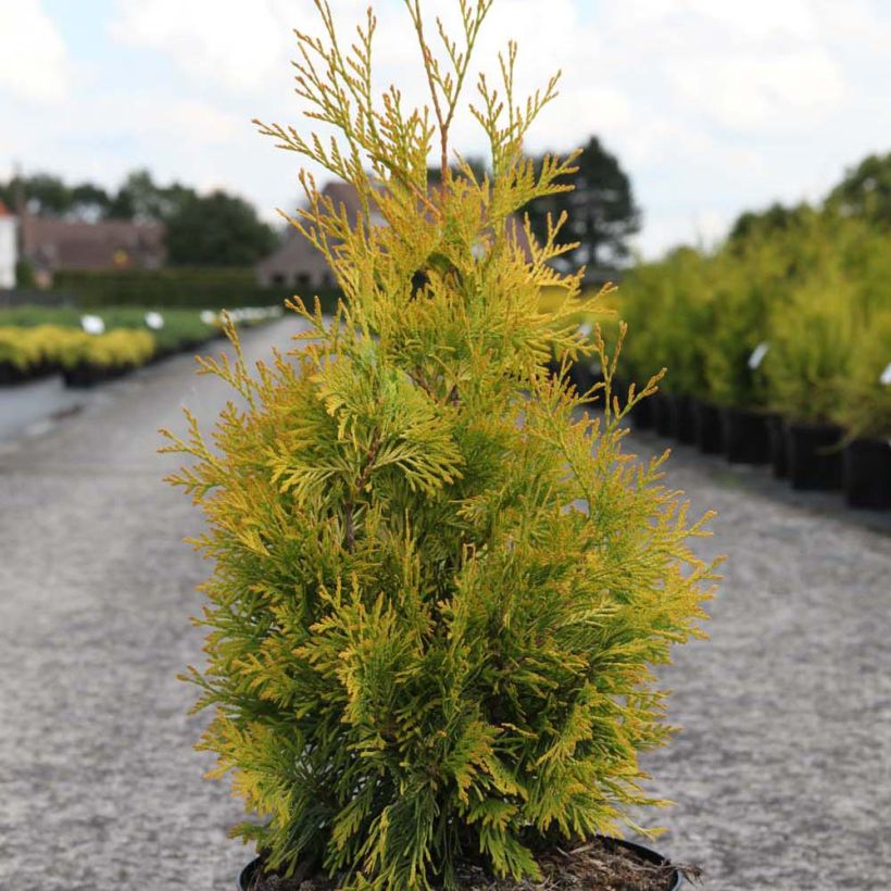 Thuja occidentalis Yellow Ribbon - Tuia-ocidental (Hábito)