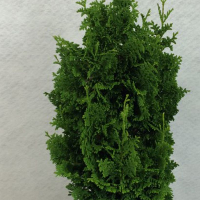 Thuja occidentalis Zmatlik - Tuia-ocidental (Folhagem)