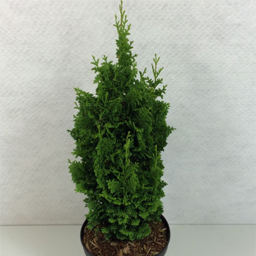 Thuja occidentalis Zmatlik - Tuia-ocidental (Hábito)