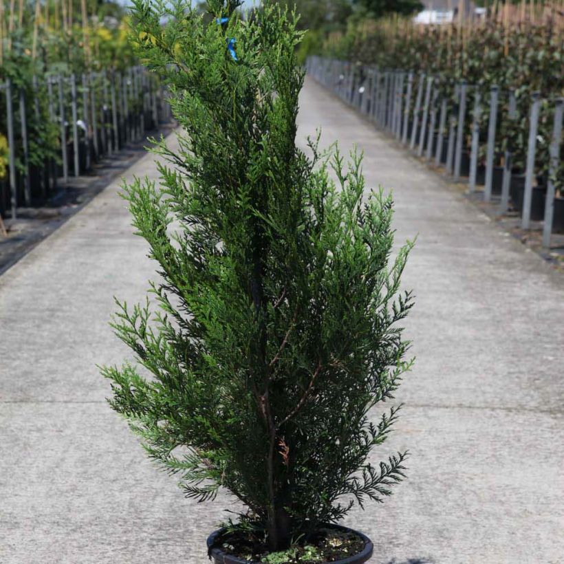 Thuja plicata Atrovirens - Tuia-gigante (Hábito)