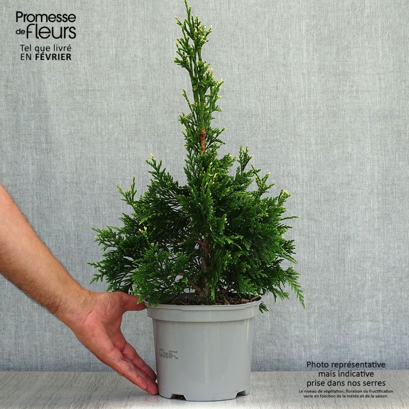 Amostra de Thuja plicata Can-Can - Tuia-gigante Vaso de 2 L/3 L tal como entregue no outono
