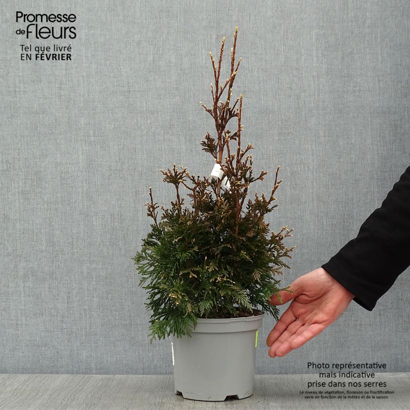 Amostra de Thuja plicata Can-Can - Thuya compact Vaso de 2 L/3 L tal como entregue no inverno