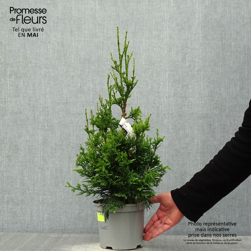 Amostra de Thuja plicata Can-Can - Tuia-gigante Vaso de 2 L/3 L tal como entregue na primavera