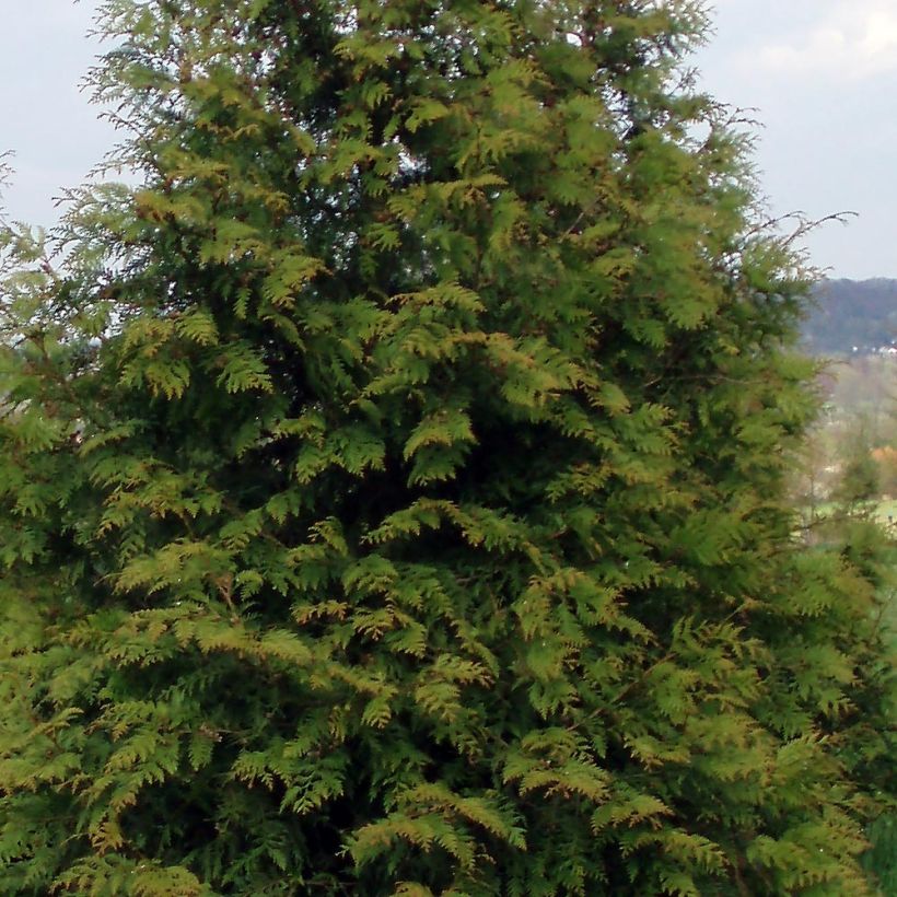 Thuja plicata Excelsa - Tuia-gigante (Folhagem)