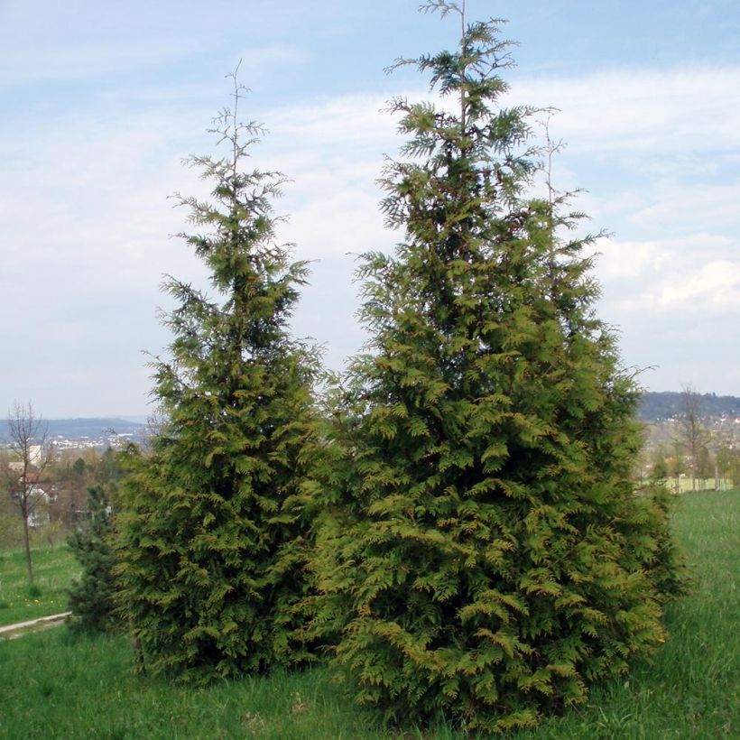 Thuja plicata Excelsa - Tuia-gigante (Hábito)