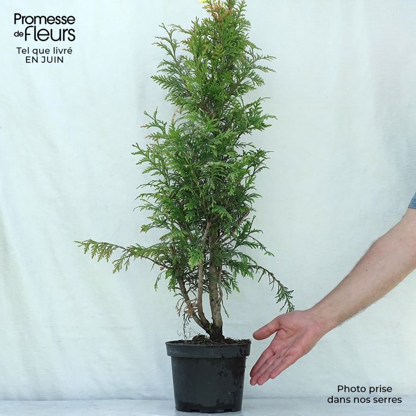 Amostra de Thuja plicata Excelsa - Tuia-gigante Vaso de 2 L/3 L tal como entregue no verão