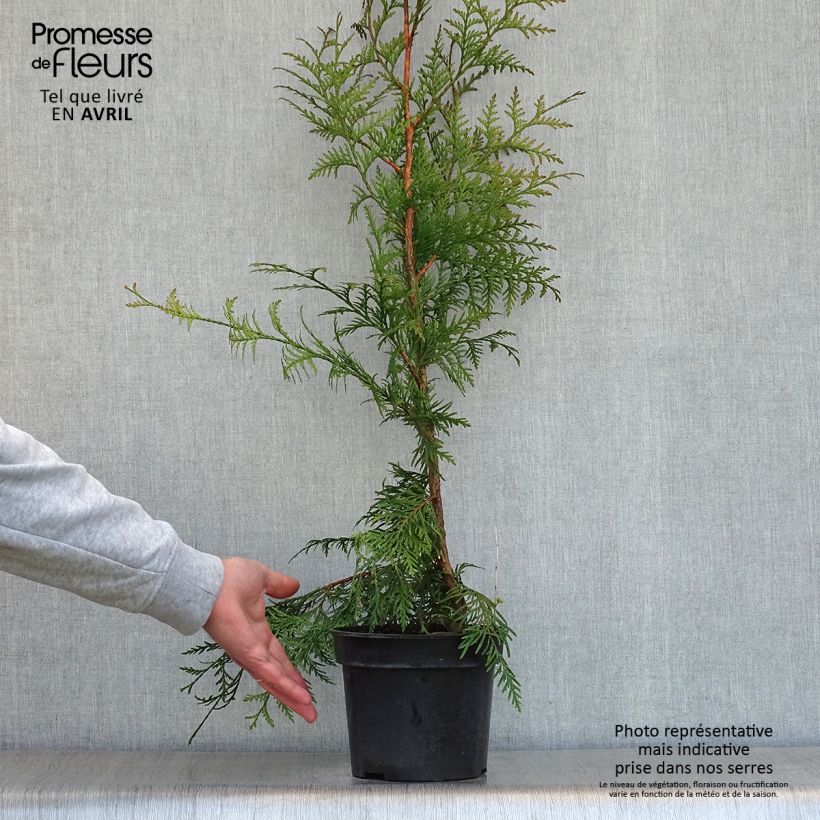 Amostra de Thuja plicata Excelsa - Tuia-gigante Vaso de 2 L/3 L tal como entregue na primavera