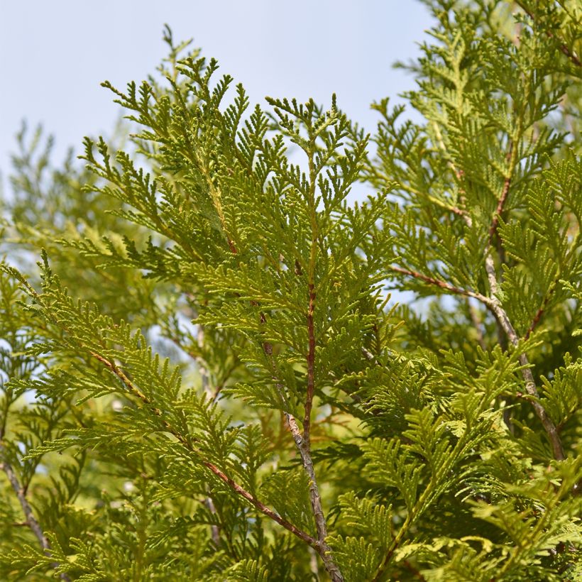 Thuja plicata Martin - Tuia-gigante (Folhagem)