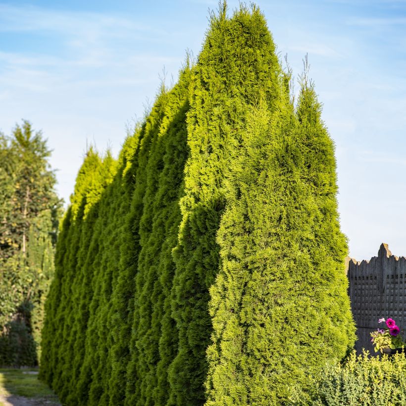 Thuja plicata Martin - Tuia-gigante (Hábito)