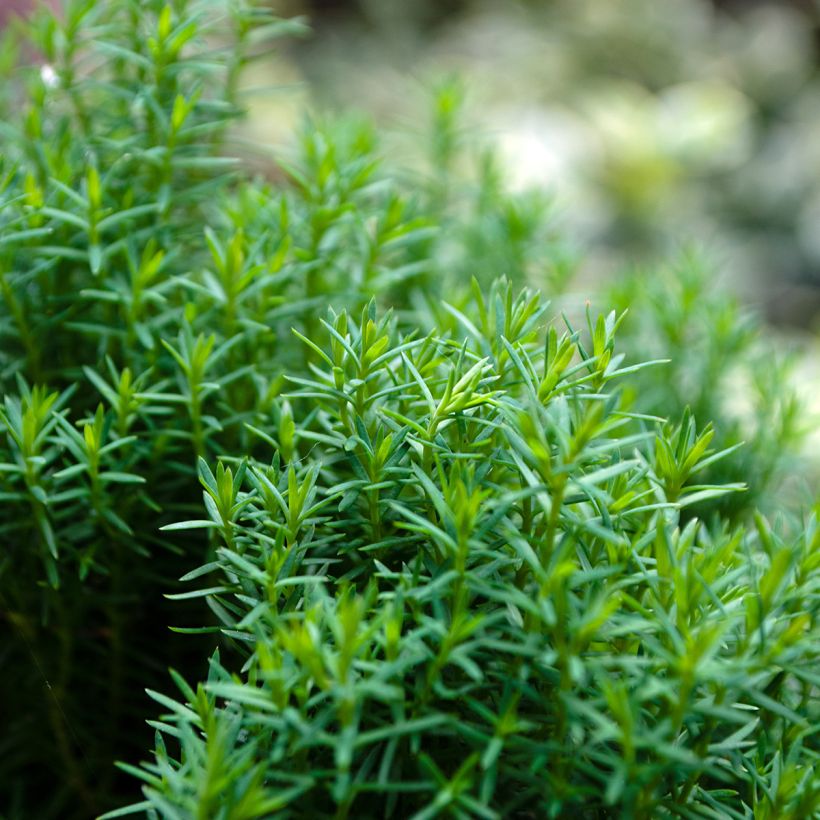 Thuja occidentalis Teddy - Tuia-ocidental (Folhagem)