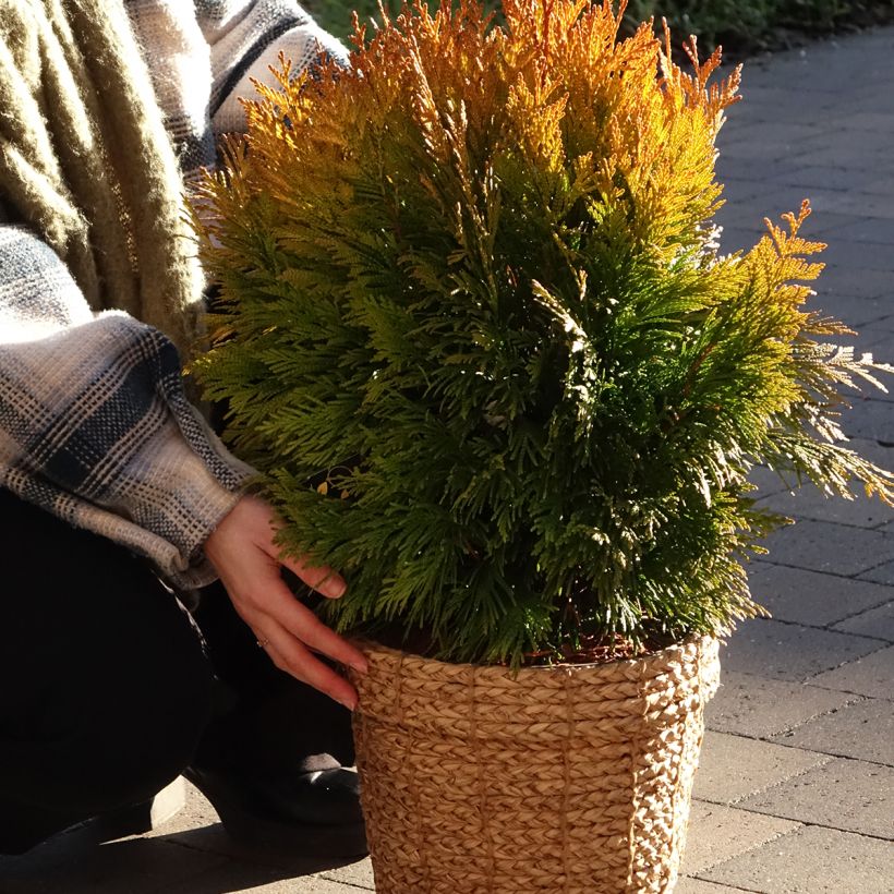 Thuja plicata 4 Ever Goldy - Tuia-gigante (Hábito)