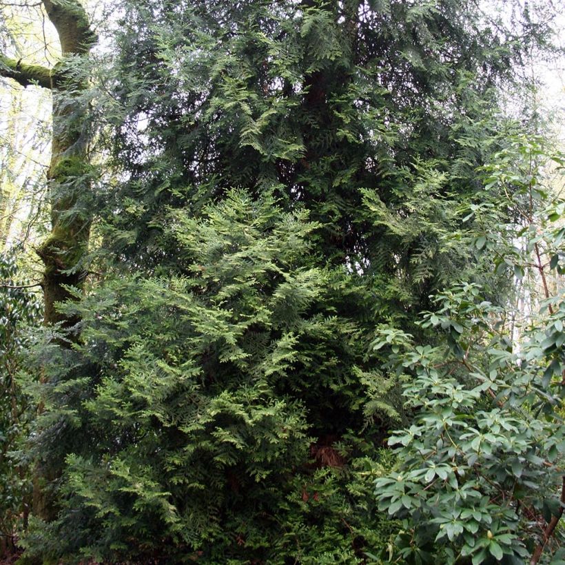 Thujopsis dolabrata - Tuia-do-japão (Hábito)