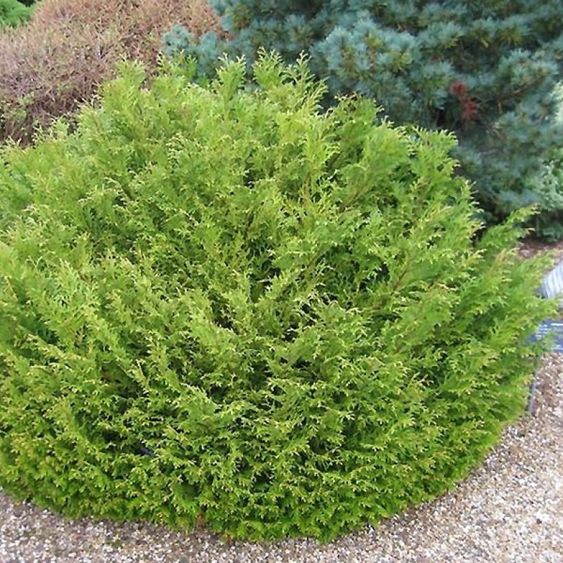 Thujopsis dolabrata Nana - Tuia-do-japão (Hábito)