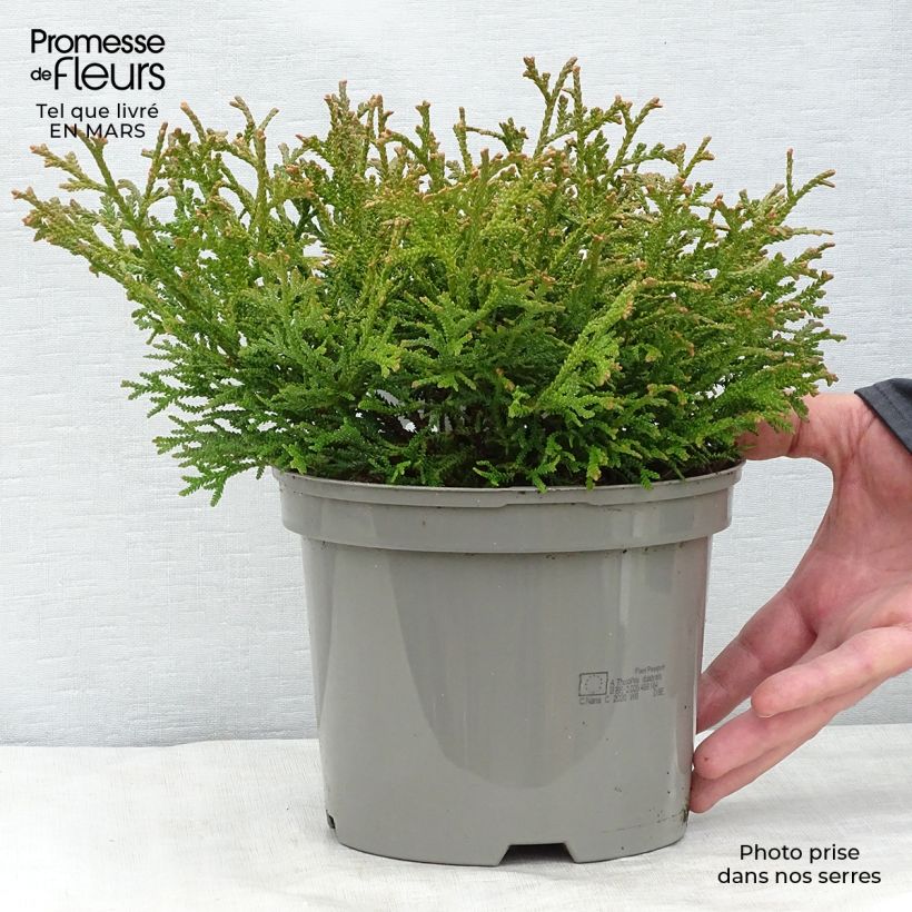 Amostra de Thujopsis dolobrata Nana Vaso de 2 L/3 L tal como entregue no inverno