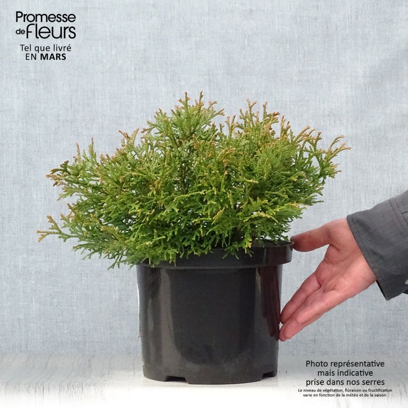 Amostra de Thujopsis dolabrata Nana - Tuia-do-japão Vaso de 4 L/5 L tal como entregue na primavera