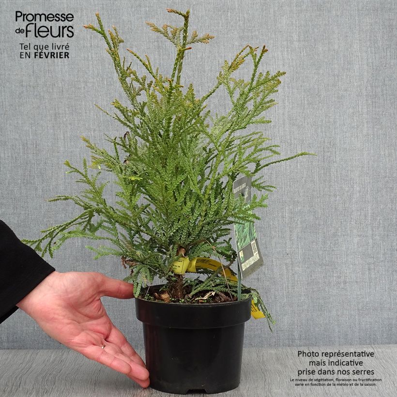 Amostra de Thujopsis dolobrata Vaso de 2 L/3 L tal como entregue no inverno