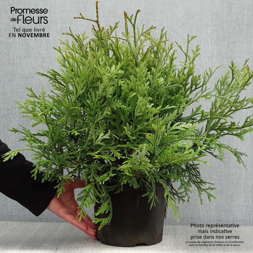Amostra de Thujopsis dolabrata - Tuia-do-japão Vaso de 4 L/5 L tal como entregue no outono