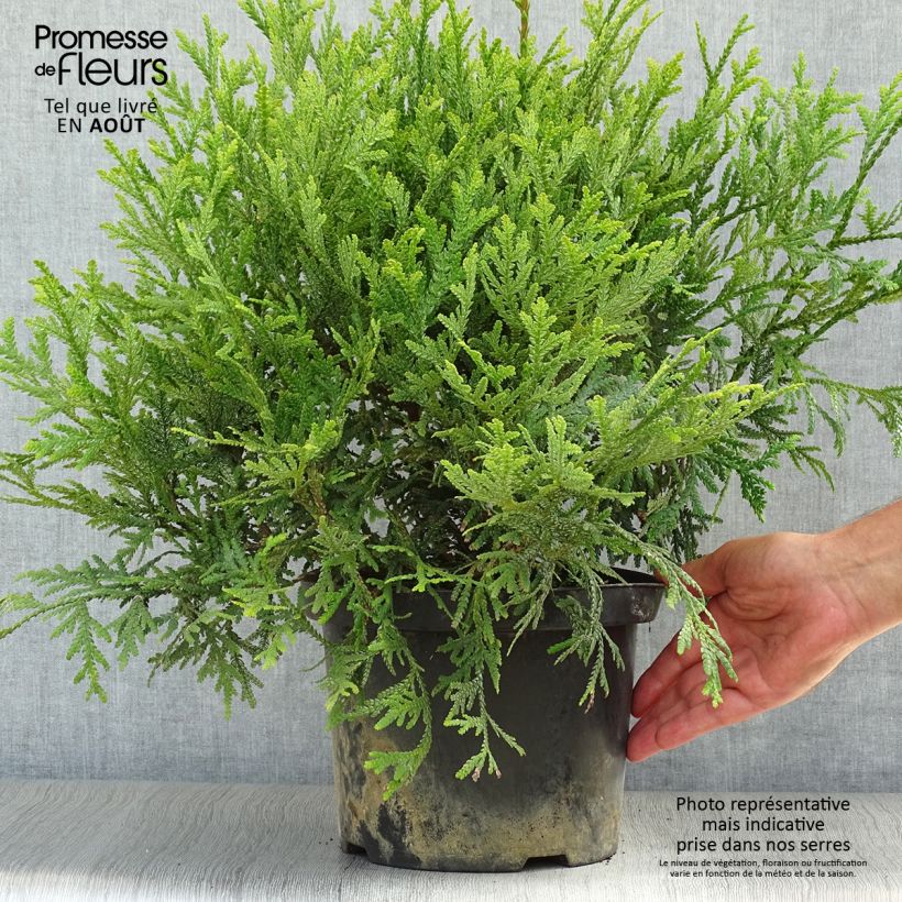 Amostra de Thujopsis dolabrata - Tuia-do-japão Vaso de 4 L/5 L tal como entregue no verão