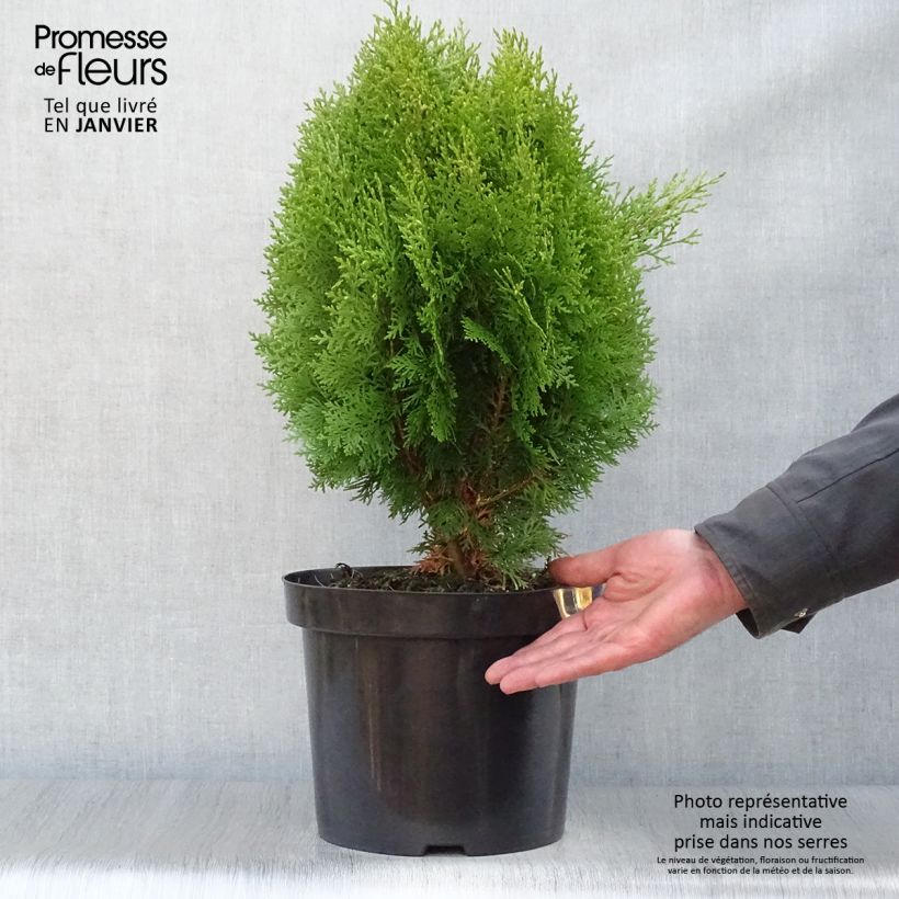 Amostra de Thuya d'Orient - Platycladus orientalis Aurea Nana Vaso de 7,5 L/10 L tal como entregue no inverno