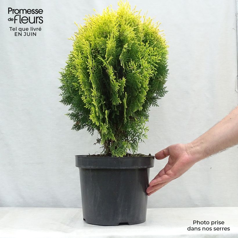Amostra de Platycladus orientalis Aurea Nana Vaso de 7,5 L/10 L tal como entregue no verão