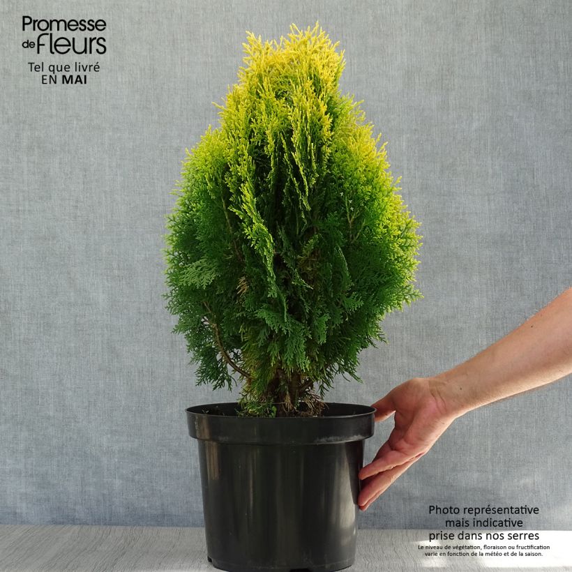 Amostra de Platycladus orientalis Aurea Nana Vaso de 7,5 L/10 L tal como entregue na primavera