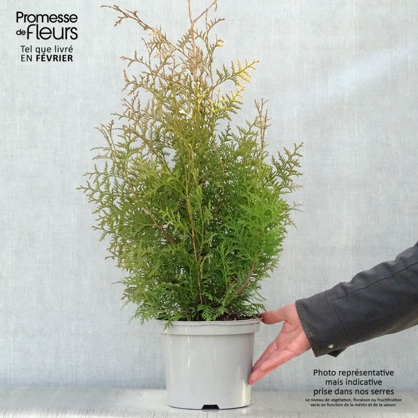 Amostra de Thuja occidentalis Brabant - Tuia-ocidental Vaso de 2 L/3 L tal como entregue no inverno