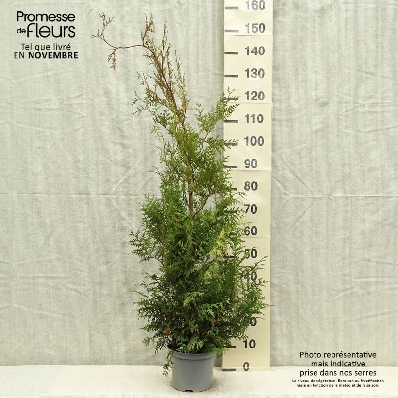 Amostra de Thuja occidentalis Brabant - Tuia-ocidental Vaso de 4 L/5 L tal como entregue no outono