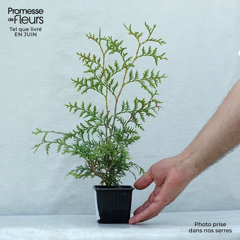 Amostra de Thuja occidentalis Brabant - Tuia-ocidental Vaso de 8/9 cm tal como entregue no verão
