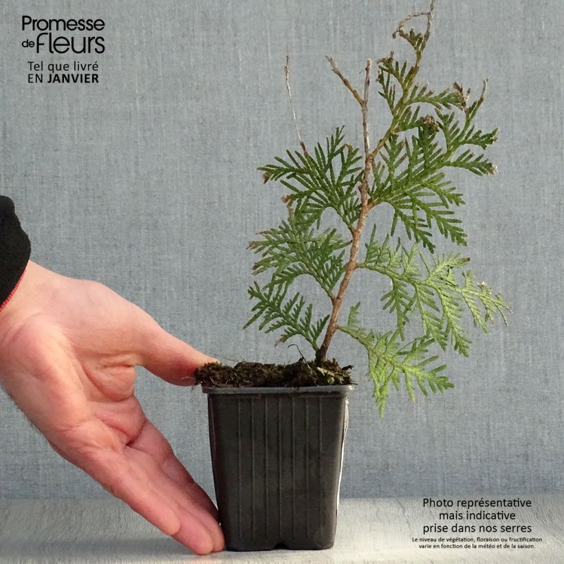 Amostra de Thuja occidentalis Brabant - Tuia-ocidental Vaso de 8/9 cm tal como entregue no inverno