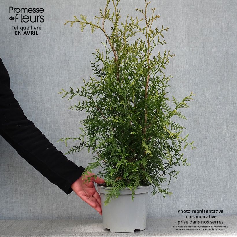 Amostra de Thuja occidentalis Brabant - Tuia-ocidental Vaso de 2 L/3 L tal como entregue na primavera