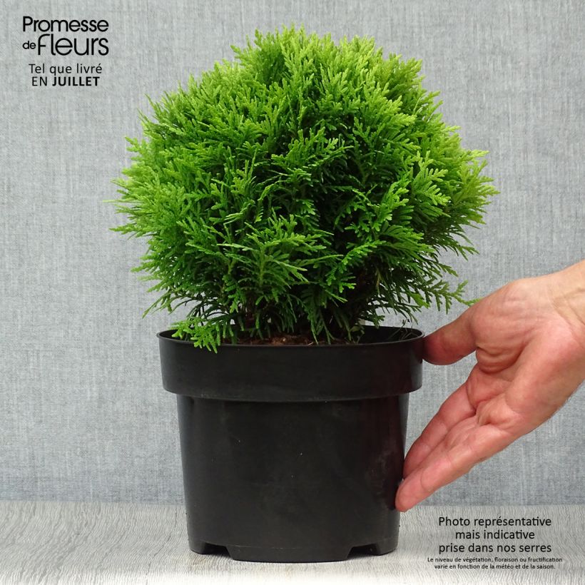 Amostra de Thuja occidentalis Danica - Tuia-ocidental Vaso de 2 L/3 L tal como entregue no verão