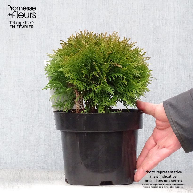 Amostra de Thuja occidentalis Danica - Tuia-ocidental Vaso de 2 L/3 L tal como entregue no inverno