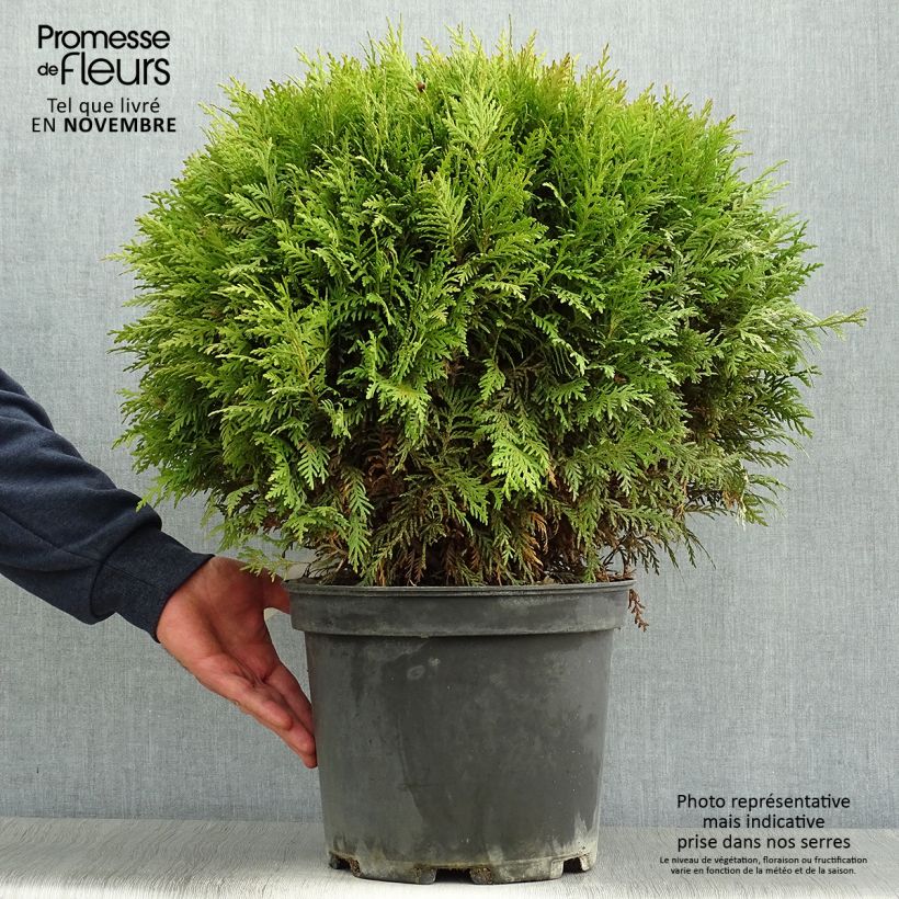 Amostra de Thuja occidentalis Danica - Tuia-ocidental Vaso de 7,5 L/10 L tal como entregue no outono