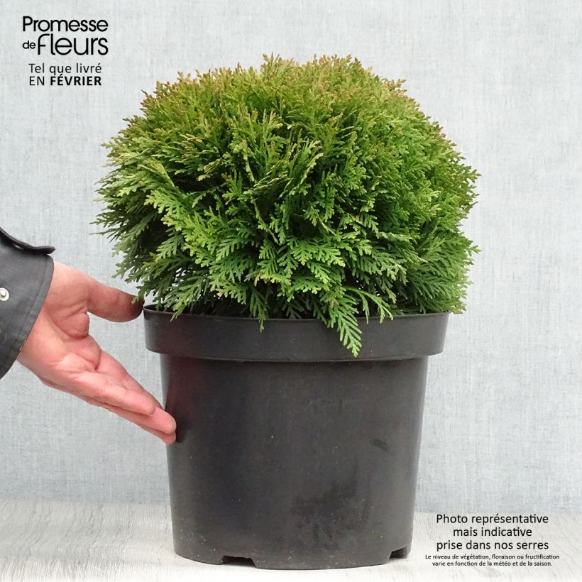 Amostra de Thuja occidentalis Danica - Tuia-ocidental Vaso de 7,5 L/10 L tal como entregue no inverno