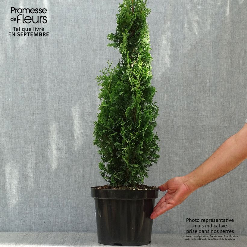 Amostra de Thuja occidentalis Degroot's Spire - Tuia-ocidental Vaso de 7,5 L/10 L tal como entregue no outono
