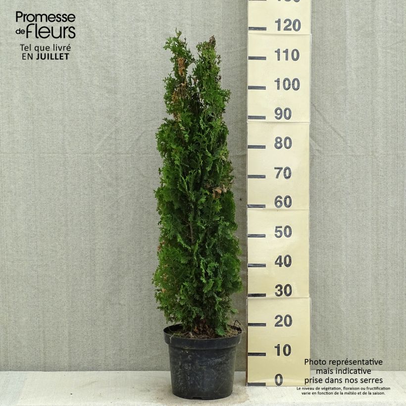 Amostra de Thuja occidentalis Degroot's Spire - Tuia-ocidental Vaso de 7,5 L/10 L tal como entregue no verão